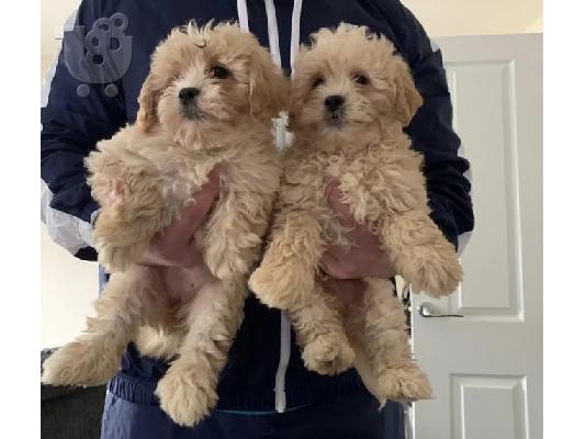 Παιχνίδι Poodle