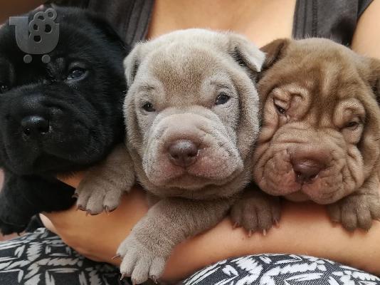 PoulaTo: Kc Reg Shar Pei κουτάβια
