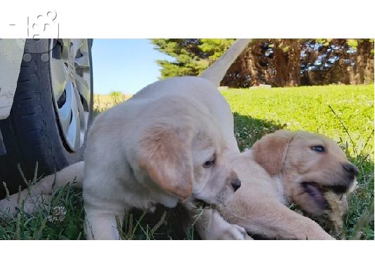 Πωλούνται κουτάβια Golden Retriever