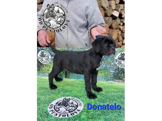 Cane Corso κουτάβια