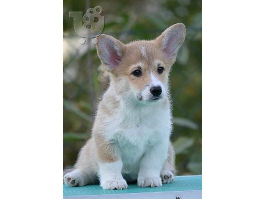 Ουαλικό Corgi Pembroke