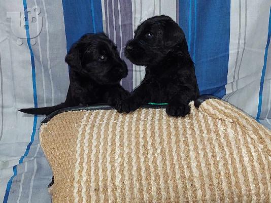 Giant Black Schnauzer κουτάβια