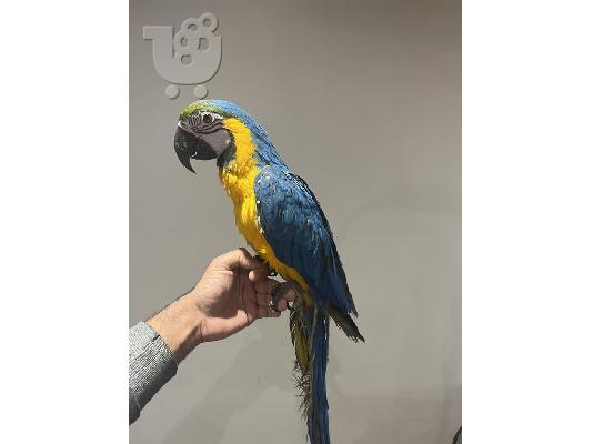 PoulaTo: Super Tame Blue & Gold Macaw παπαγάλος