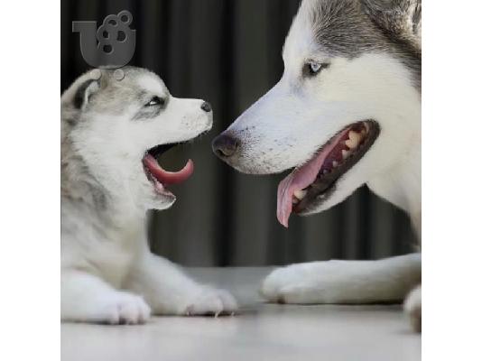 PoulaTo: Κουτάβια Siberian Husky για υιοθεσία