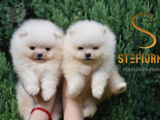 Pomeranian Boo, καθαρόαιμα κουτάβια