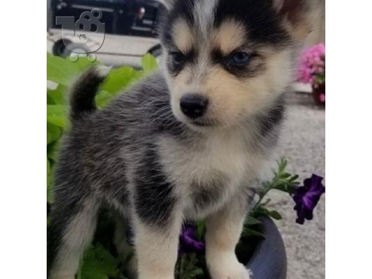 Πωλούνται αξιολάτρευτα κουτάβια Pomsky.