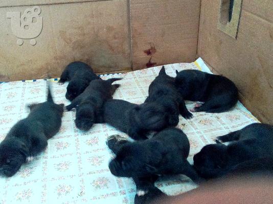 Άριστα Κουτάβια Πίτμπουλ