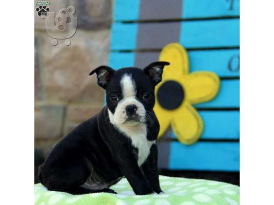 PoulaTo: Super Αξιολάτρευτο Boston Terrier Κουτάβια