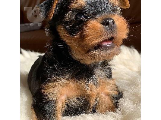 PoulaTo: Μικρή Yorkie