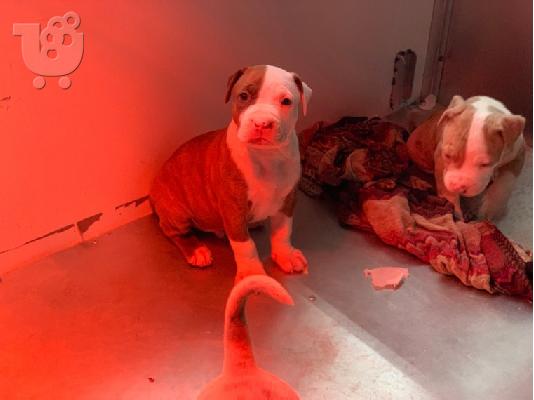 X μάζα αμερικανικό pit bull terrier