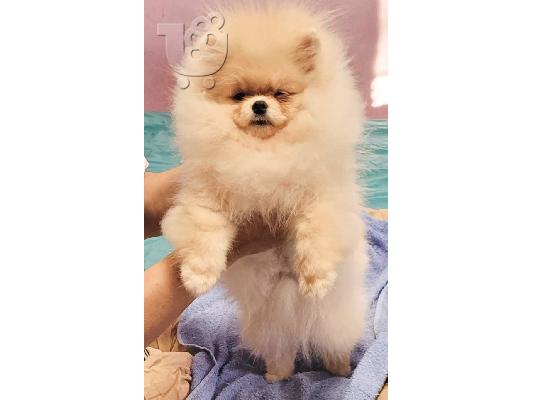 PoulaTo: Pomeranian BOO Κουτάβια TOP Class