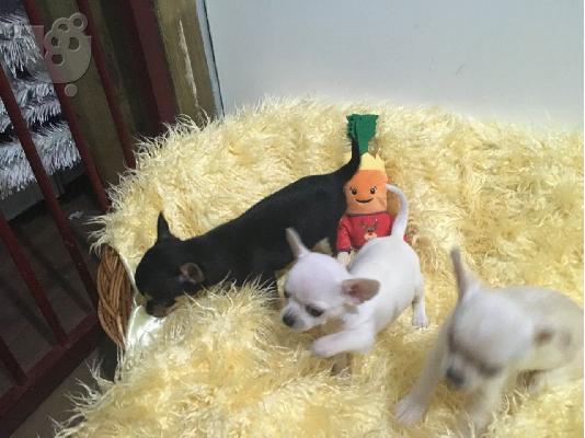 Ο Μιλ είχε τα πιο εκπληκτικά chihuahuas της φυλής κουτάβια...