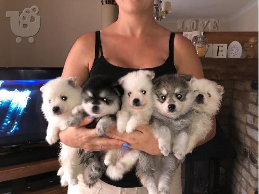 PoulaTo: Όμορφα Pomsky κουτάβια διαθέσιμα.