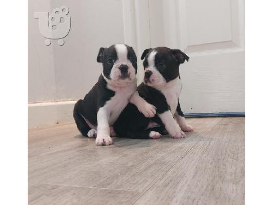PoulaTo: Κουτάβια Staffordshire Bull Terrier