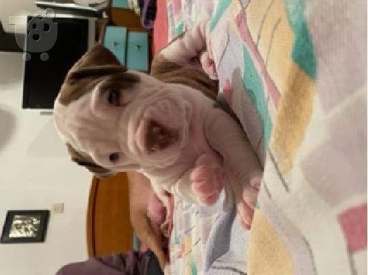 PoulaTo: pit bull