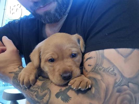 Labrador Puppies