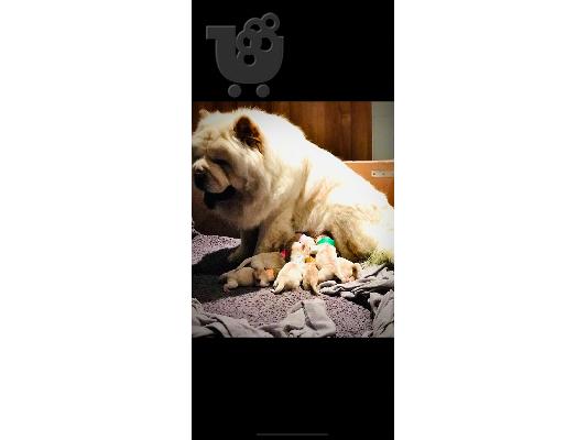 *όμορφα μωρά Chow Chow*