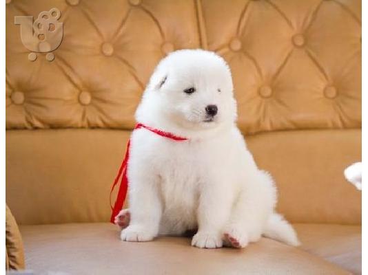PoulaTo: Εξαιρετικά κουτάβια Samoyed