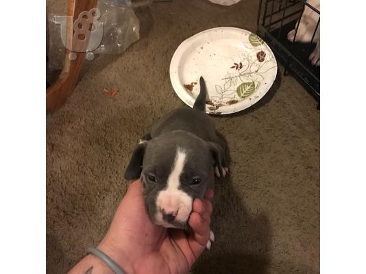 PoulaTo: Pit Bull - 