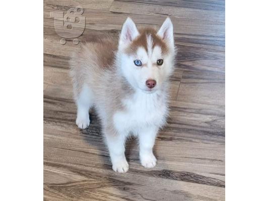 PoulaTo: Κουτάβια Husky Σιβηρίας
