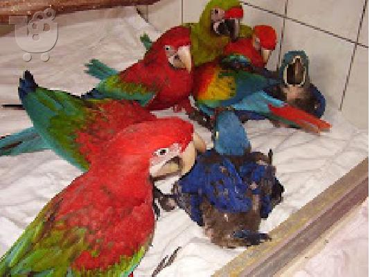 PoulaTo: Scarlet παπαγάλος macaw για 180 €