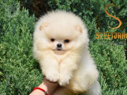 Pui de rasă Pomeranian Boo