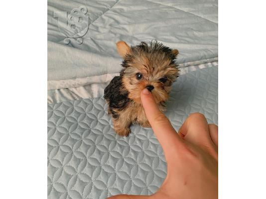 Μικρή Yorkie