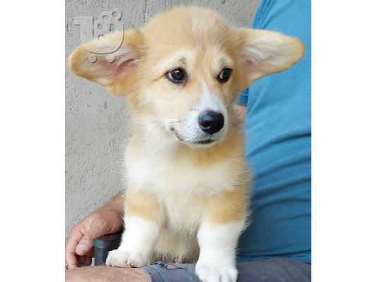 Pembroke Welsh Corgi κουτάβια
