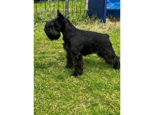 Μινιατούρα Schnauzer κουτάβια
