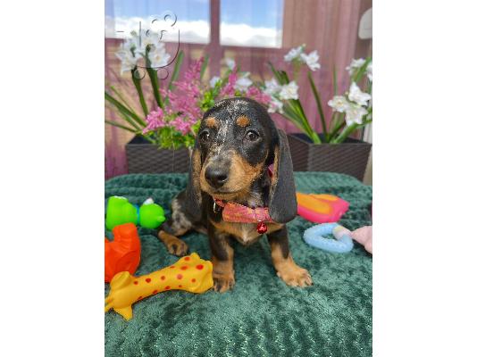 PoulaTo: Νάνος Dachshund κουτάβια εξωτικού χρώματος