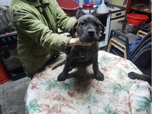 Cane Corso κουτάβια