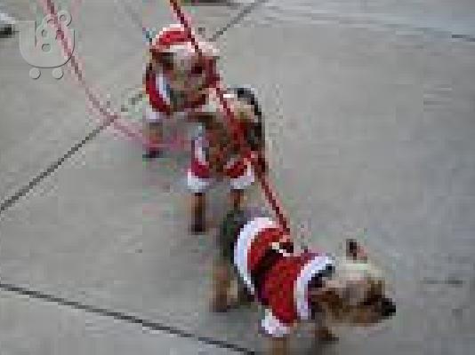 PoulaTo: christmas yorkies for only 250euro