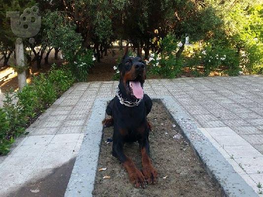 ΝΤΟΜΠΕΡΜΑΝ ΑΡΙΣΤΗΣ ΜΟΡΦΟΛΟΓΙΑΣ