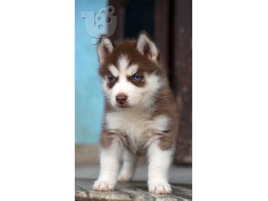 PoulaTo: Husky