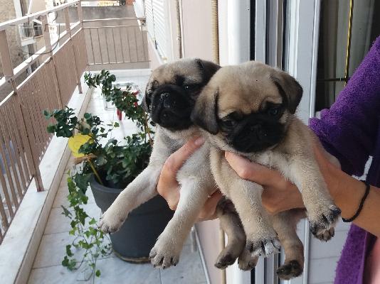 PoulaTo: Pug
