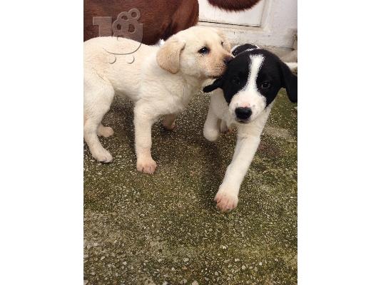ΧΑΡΙΖΟΝΤΑΙ ΚΟΥΤΑΒΙΑ ΗΜΙΑΙΜΑ LABRADOR