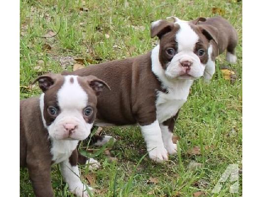PoulaTo: Super Αξιολάτρευτο Boston Terrier Κουτάβια