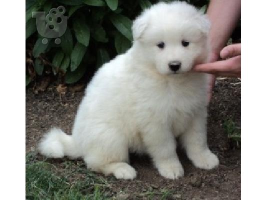PoulaTo: Πώληση κουτάβια Samoyed.