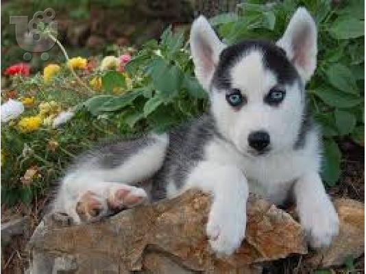 PoulaTo: Κουτάβια της Σιβηρίας Husky μπλε μάτια έτοιμο