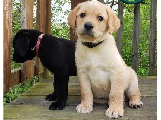 PoulaTo: Εδώ έχουμε 5 όμορφα κουτάβια Labrador retriever.