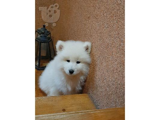 Samoyed όμορφα κουτάβια