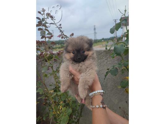 Pomeranian όμορφα κουτάβια