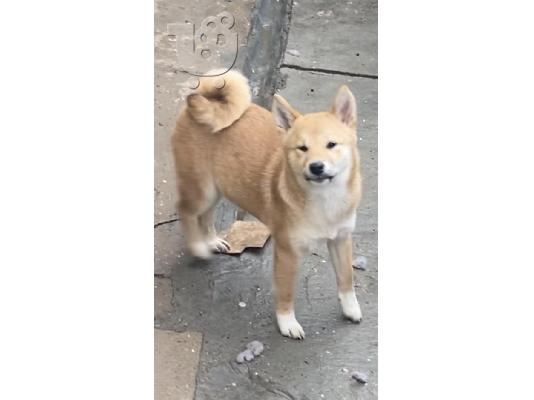 Shiba inu κουτάβια