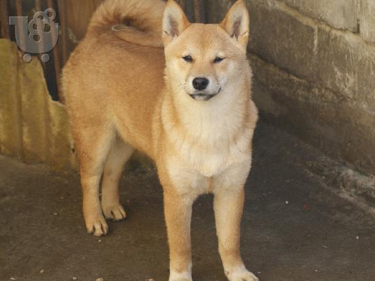 Shiba Inu κουτάβια προς πώληση