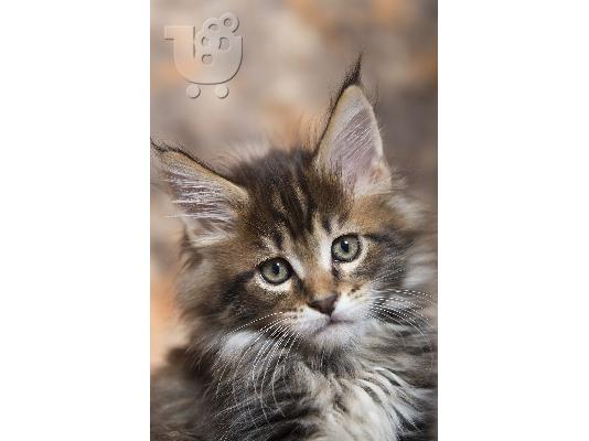 Maine Coon - Μέιν Κουν