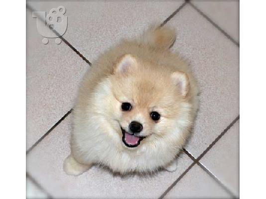 PoulaTo: Γλυκά μικρά Pomeranian κουτάβια