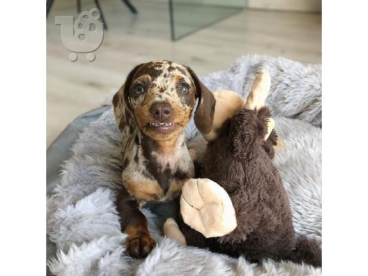 PoulaTo: Dachshund Pups