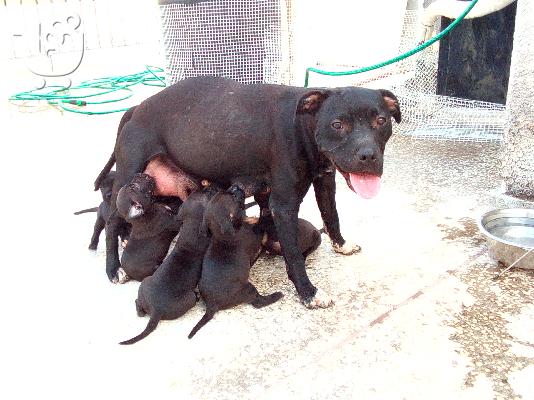 Άριστα Κουτάβια Πίτμπουλ