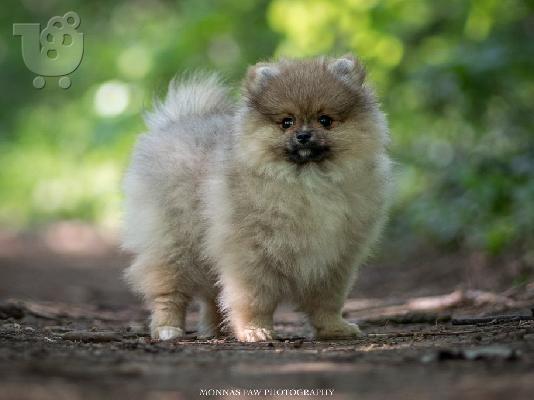 POMERANIAN BOO POPPIES