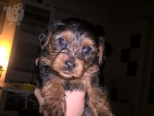 PoulaTo: πωλείται αρσενικό Yorkshire terrier